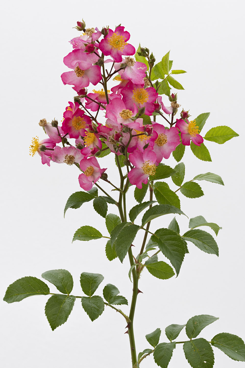 Jardin de Bagatelle #pierrejosephredout&eacute;